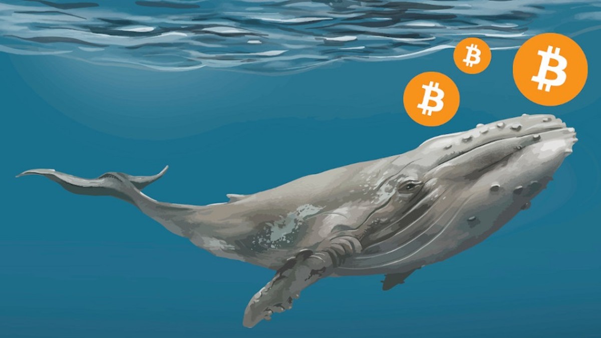 bitcoin whale