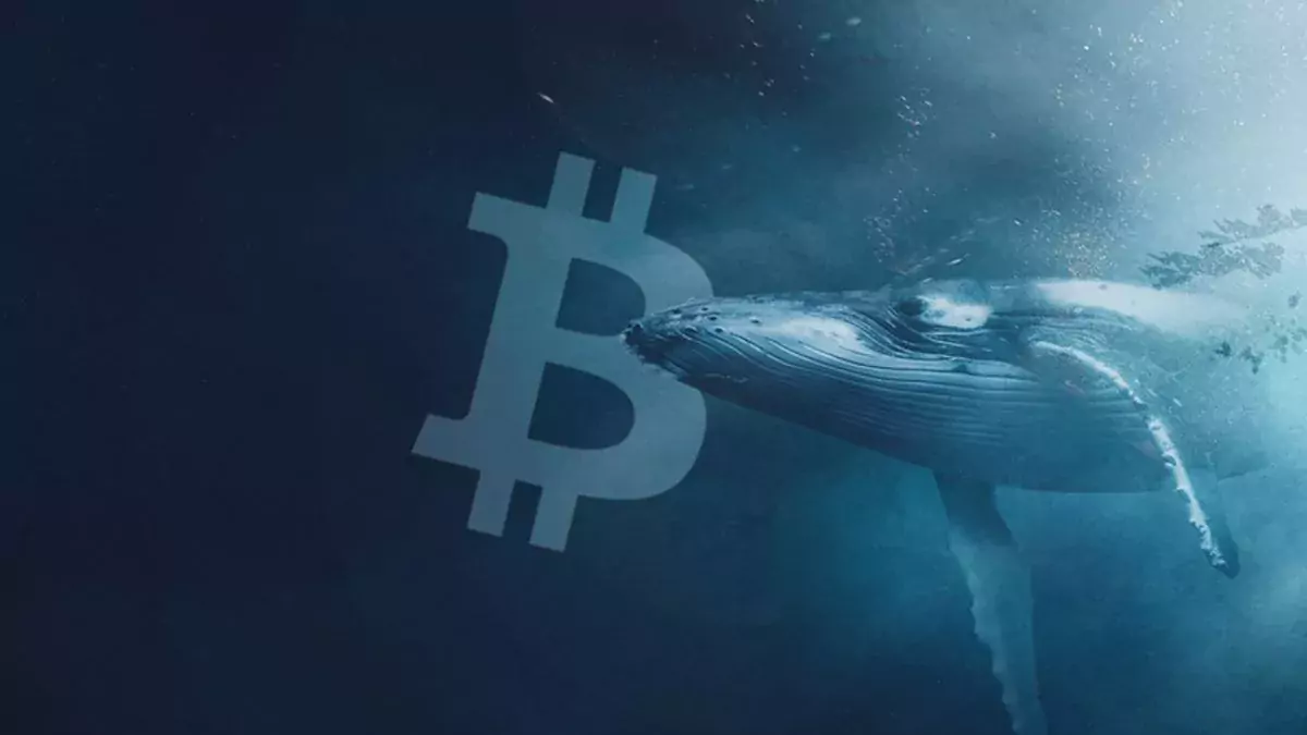 bitcoin whale